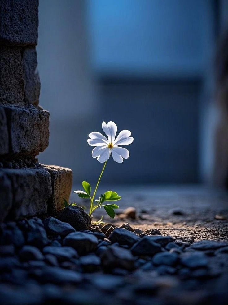 notebook_nature's tweet image. 