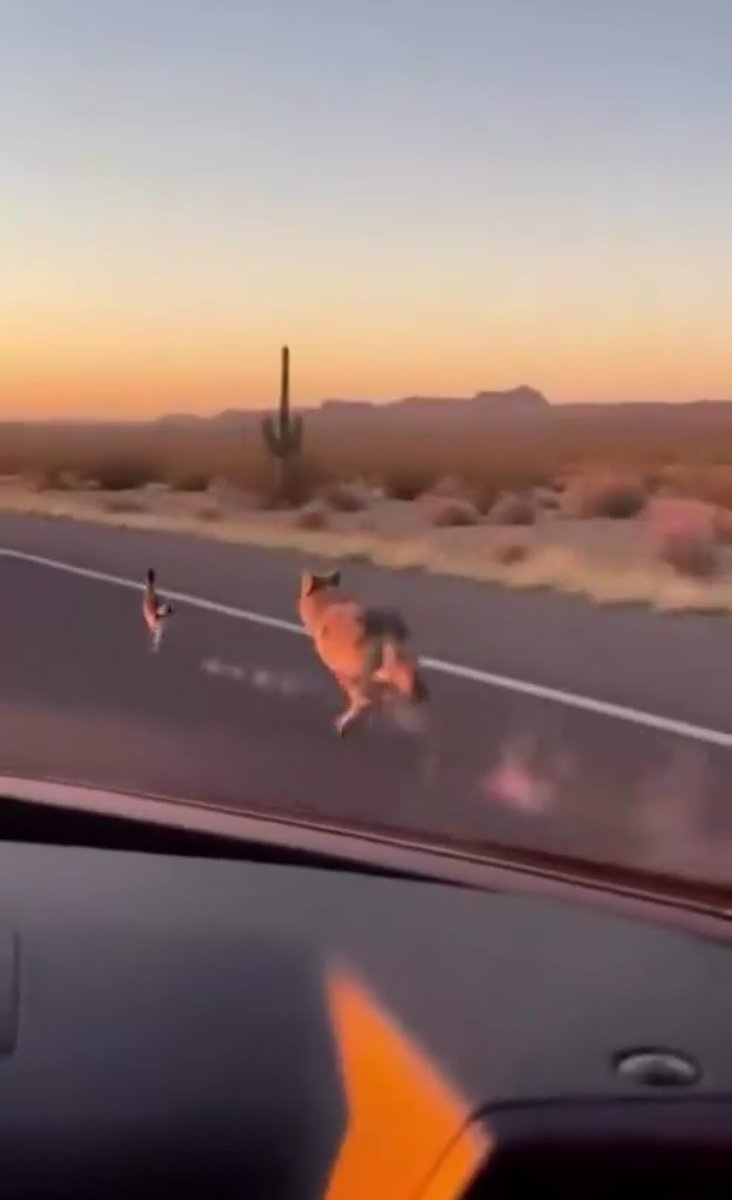 introvert1010's tweet image. Roadrunner finally upgraded to Nitro. 💨🏁