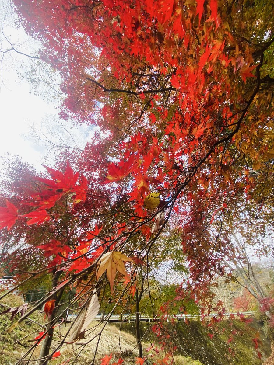 p_nuts_scott's tweet image. もみじロード
見頃は来週？

サイクリングコミュニティPLSでは
一緒に思い出に残るライドができる仲間を
募集してます！気軽にDMしてね