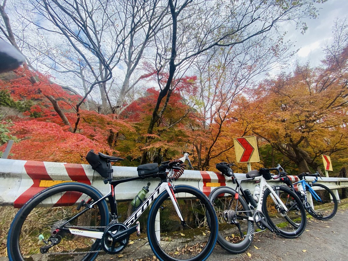 p_nuts_scott's tweet image. もみじロード
見頃は来週？

サイクリングコミュニティPLSでは
一緒に思い出に残るライドができる仲間を
募集してます！気軽にDMしてね