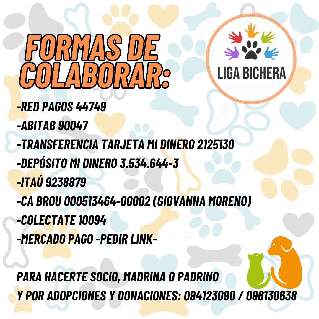 SÁBADO DE ADOPCIONES y COLABORACIÓN CON <a href="/apaelrefugio/">El Refugio</a> y <a href="/LigaBichera/">Liga Bichera Montevideo Refugio</a>.
Y de invitaciones: para quienes deseen ayudar como voluntarios, y para quienes quieran ver cómo es Liga Bichera por dentro serán bienvenidos dentro de una semana por cientos de peluditos que quieren conocerlos.