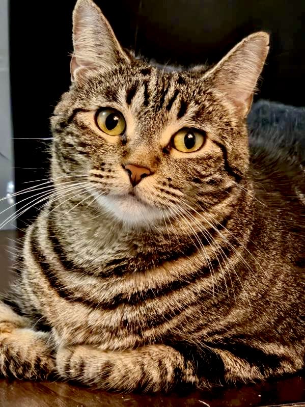 Lovely cat 🐈 today. #mymorning #goodday #grateful #animalworld #cats #caturday #happysaturday #mypics