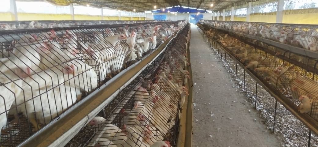 Recorren autoridades de la #IslaDeLaJuventud unidades de la Avicultura, se evaluó la estrategia de la empresa para continuar su crecimiento paulatino, que garantice la producción estable de huevos y carne para la población #SentirPinero #100AñosConFidel