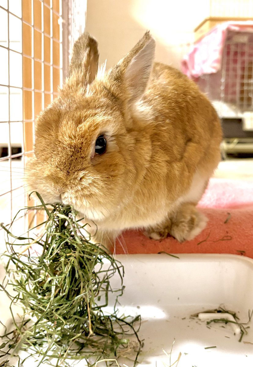 メヒシバうまぁ🐰🌿