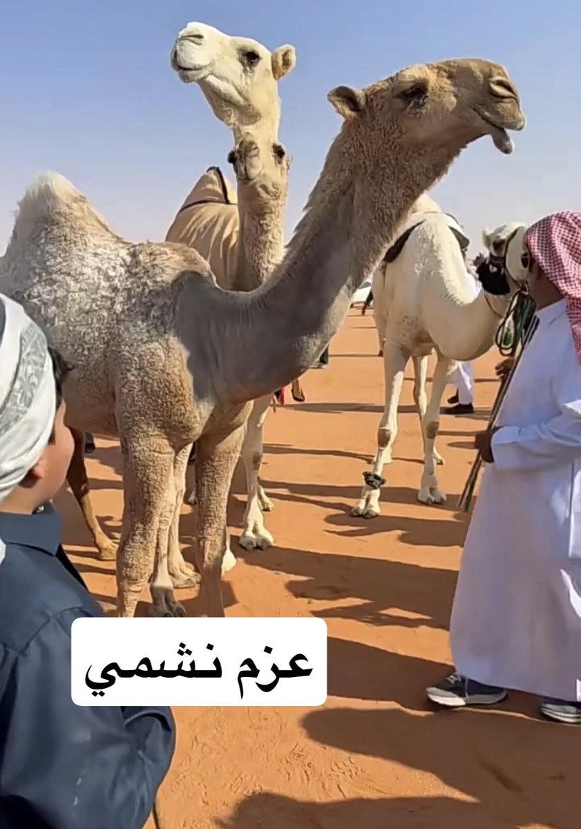بدر الشلاحي tweet media