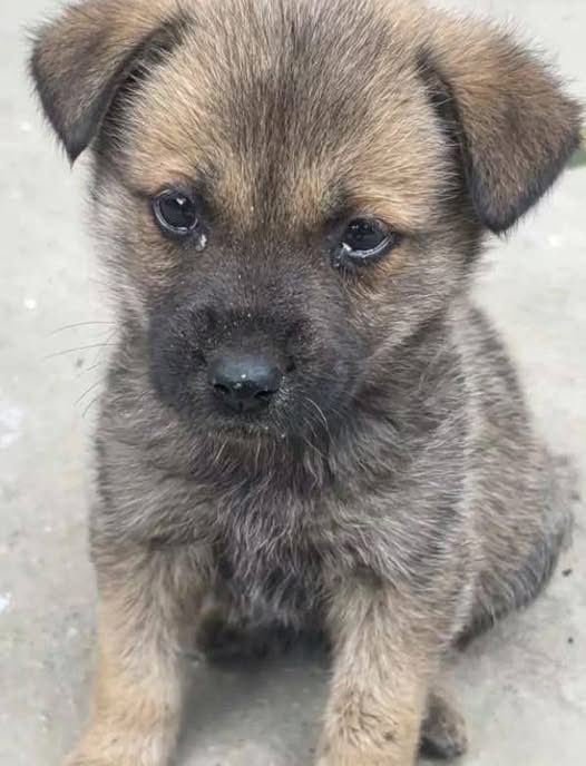 “I went to a breakfast shop for steamed buns when I saw the owner beating a little dog with a belt. The dog let out tragic whimpers. As soon as I sat down, it ran to my feet. Looking down, I saw its face filled with terror, tears welling in its eyes—it tugged at my heartstrings.