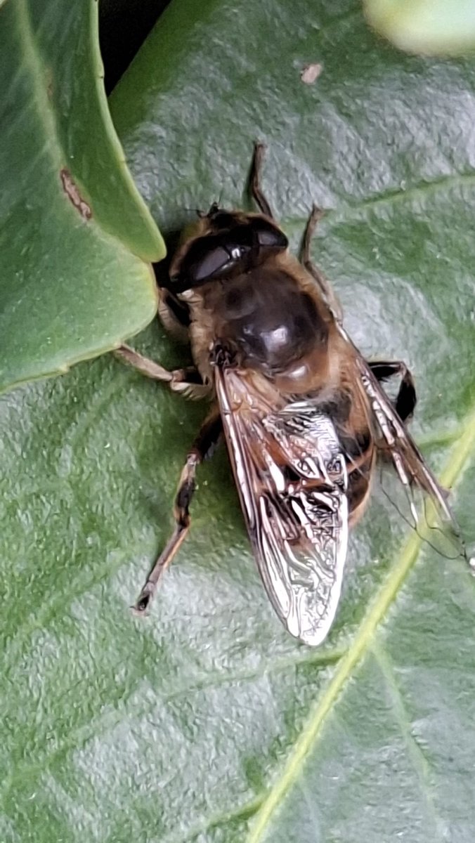 Ik zag vandaag nog een blinde bij in de kwekerij, of ze mij heeft gezien weet ik niet maar ik zag ze wel mooi tussen het blad van de prunus stilletjes te rusten😉