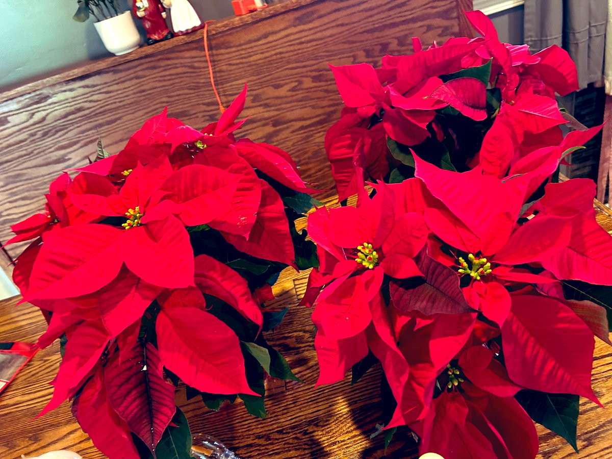 d0somethjng's tweet image. $1 poinsettias at Home Depot 😀