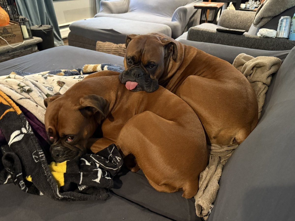 inntothenight's tweet image. It was a cold icy morning playing outside today  

#boxerpuppy #boxerdogs #boxerlife 
#boxerlovers #boxersrock #boxersoftwitter #boxerdogsoftwitter #dogsoftwitter #dogsofx