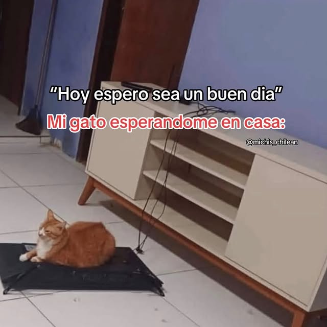 MyCatsYouCats's tweet image. #Caturday