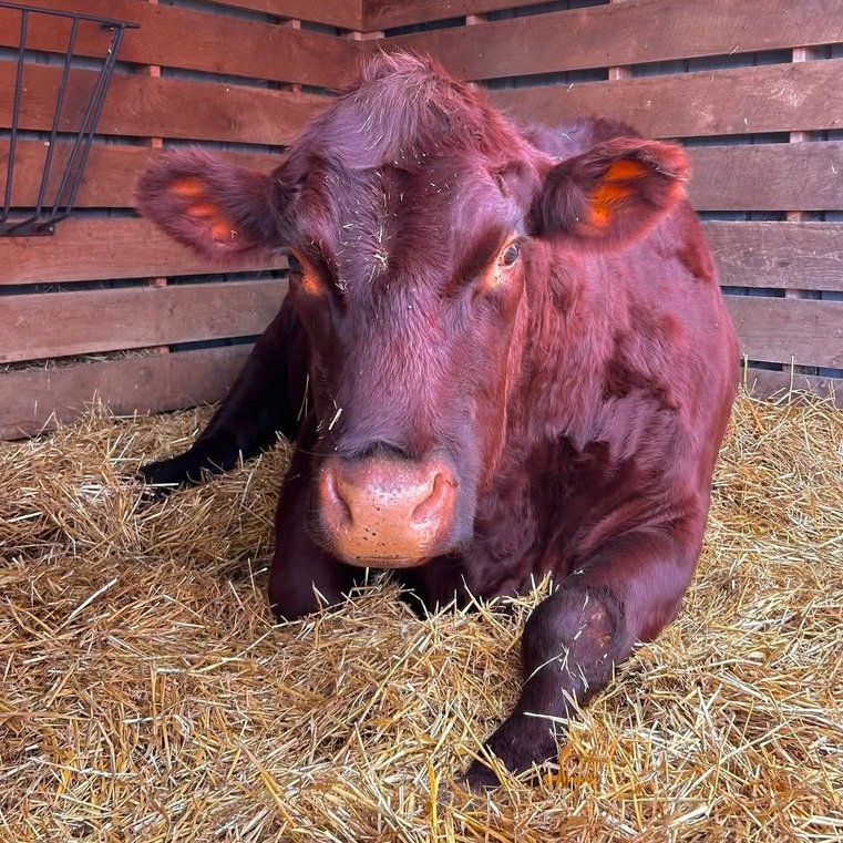 📅 6th December 2025
🐮 Charles
🏷️ Instagram/barnsanctuary
💕 #animaloftheday