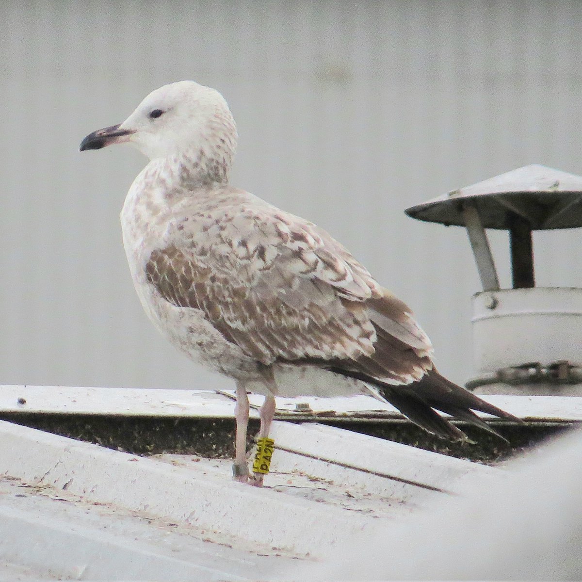 Chris Bell tweet media