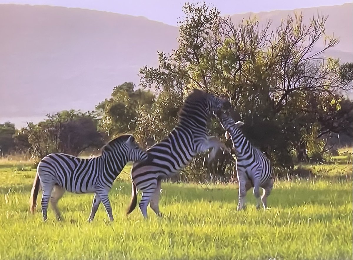 REVOLP's tweet photo. Zebra cavorting #Mabula #Wildearth https://t.co/BHyPPm2vMA