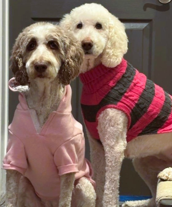 DoodleNessa's tweet image. It's official...
We have no more fluffs to give 😁
#spaday
#sweaterweather