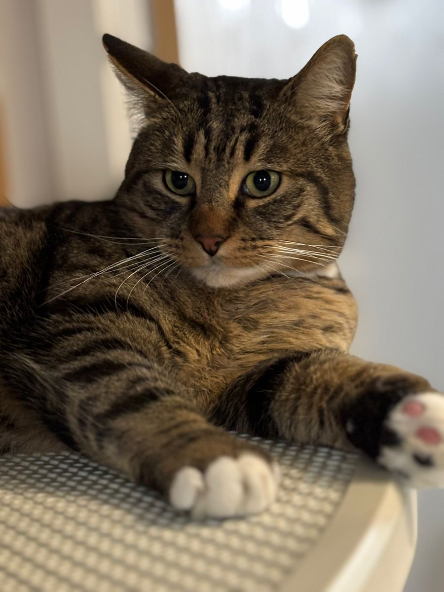 FloralRainbowAW's tweet image. For #WeekVForVowels #AlphabetChallenge 
O = Obi 🥰 #Caturday