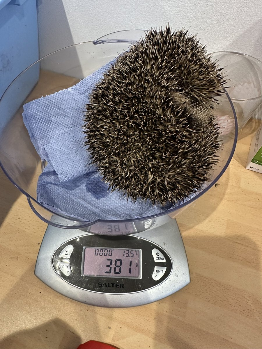 New arrival today, Jimmy. The finder has been trying to secure for a few days so I hope it's not too late. #hedgehog