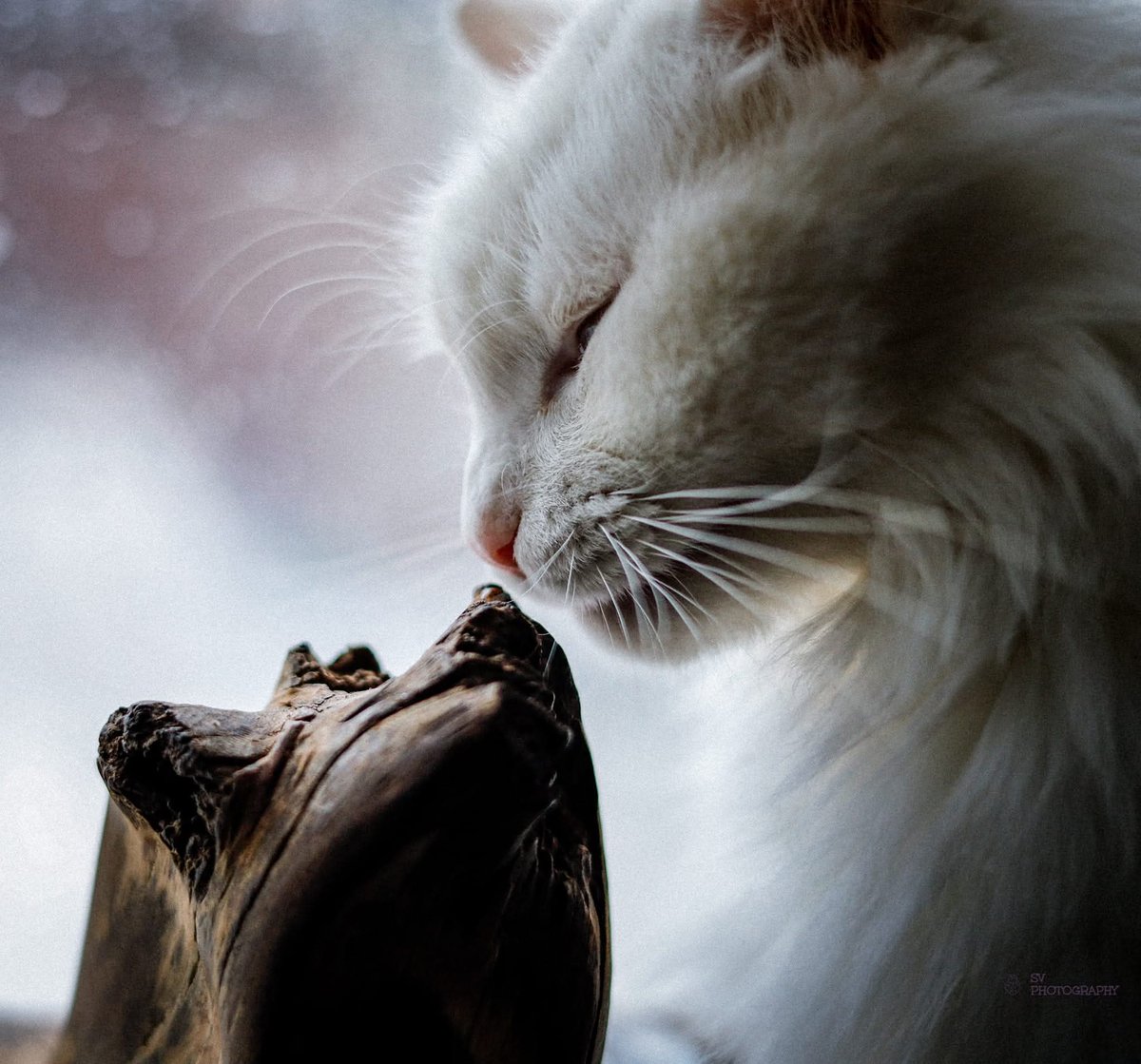 Throwback to when my ex neighbours cats lived with me more than them 🤣.