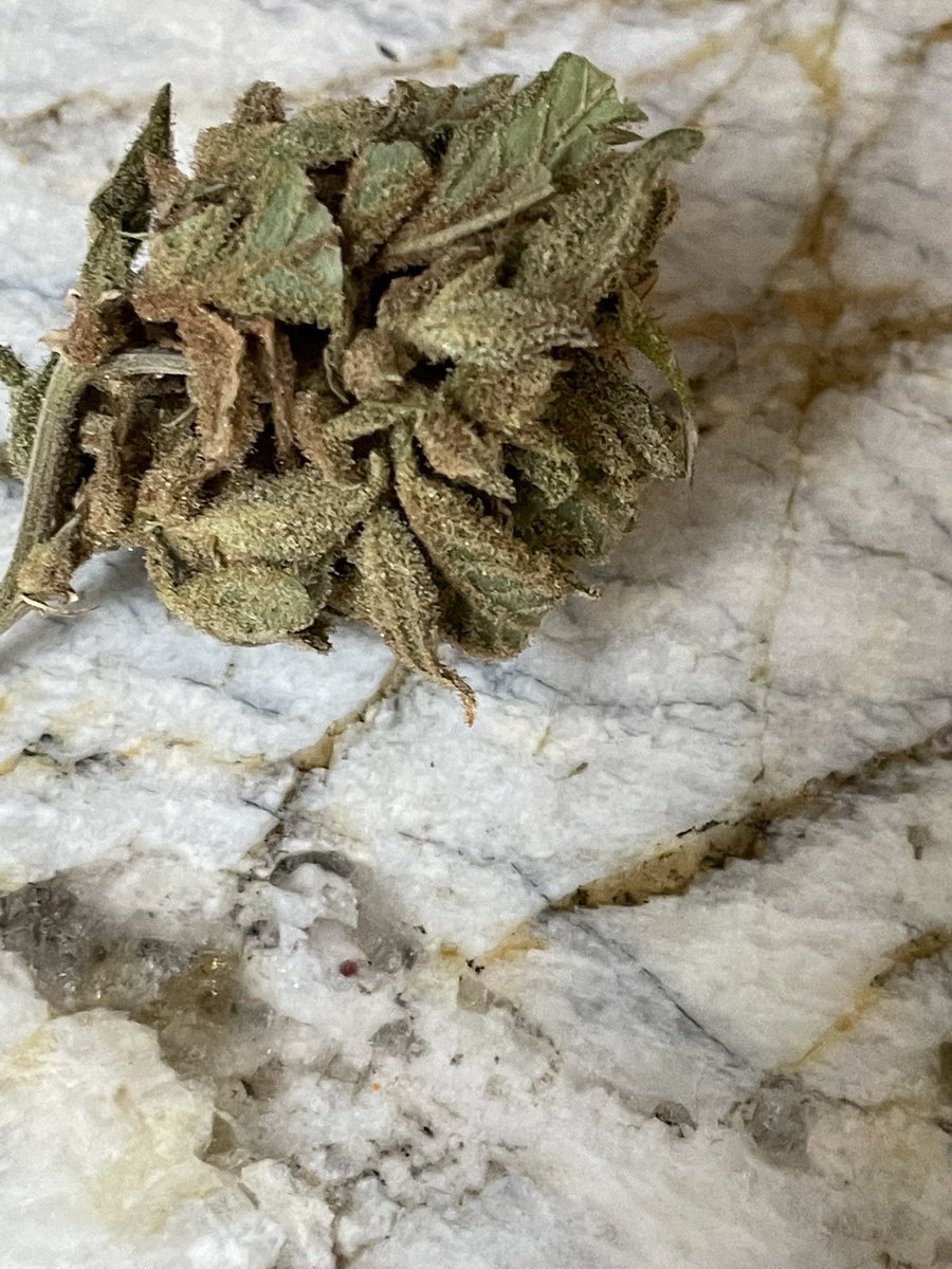 GrowerOutdoor's tweet photo. Hi all… looking for opinions. I never have had to deal with bud rot before, but I’m thinking this is it? Or, does this look enjoyable? https://t.co/ZH2IK9mpe4