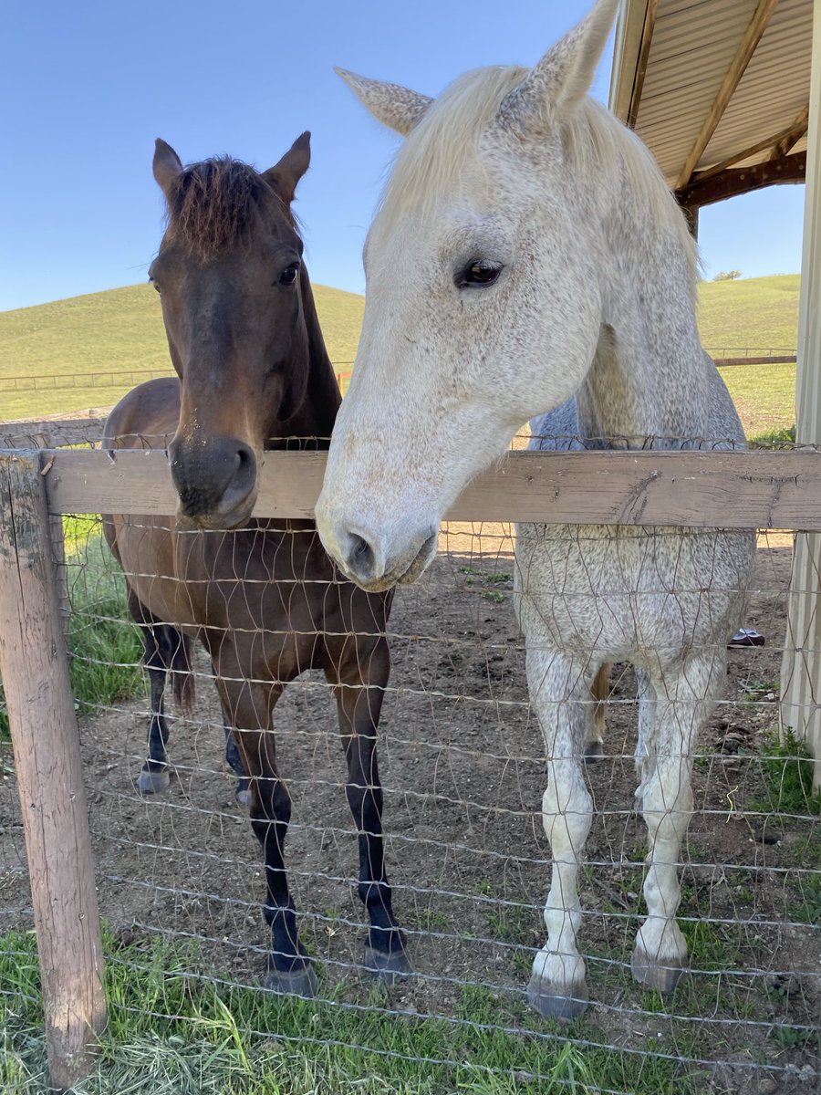 GloriousAllianc's tweet image. Surfer’s still figuring out horsonality space dynamics with Pie. He still has urges to be clingy sometimes.