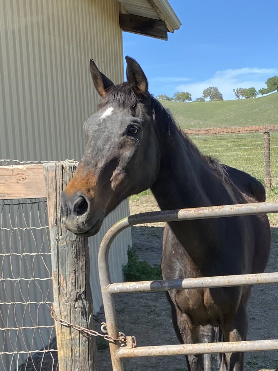 GloriousAllianc's tweet image. Pixie awaiting breakfast! She looks much younger than her almost 30 years!