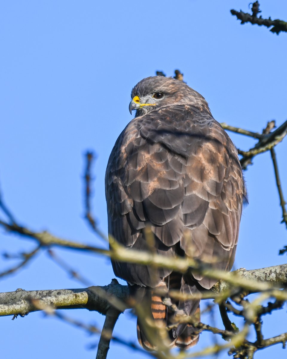 Frank Sengpiel 👨🏼‍🔬🧠🌵🦋🦉🦊🌺 tweet media