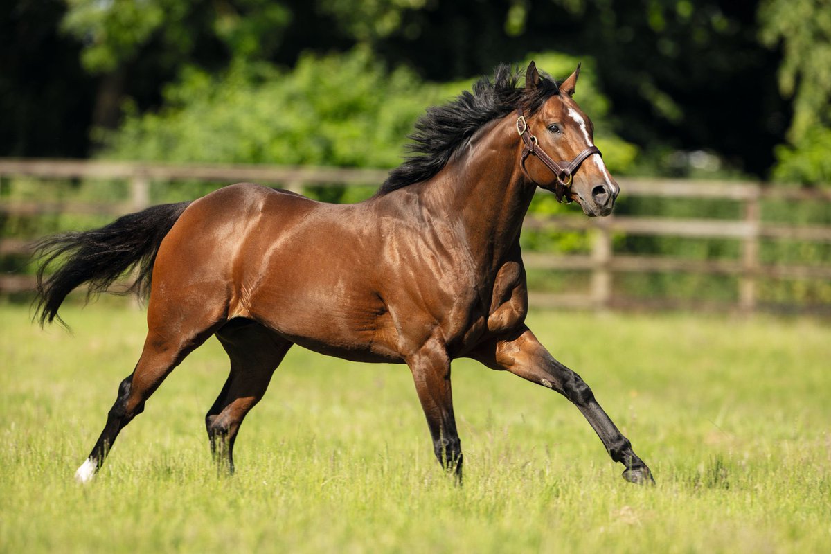 Darley in Europe tweet media