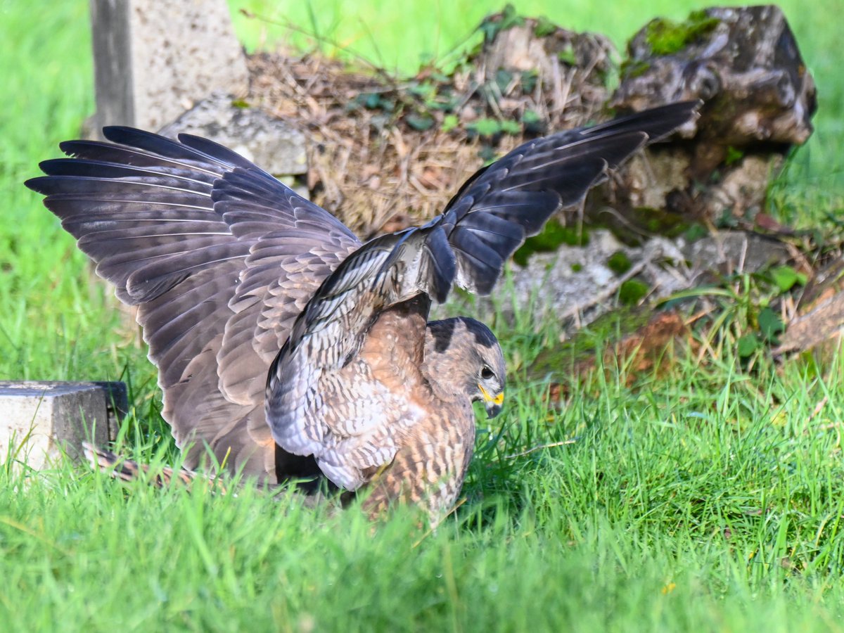 Frank Sengpiel 👨🏼‍🔬🧠🌵🦋🦉🦊🌺 tweet media