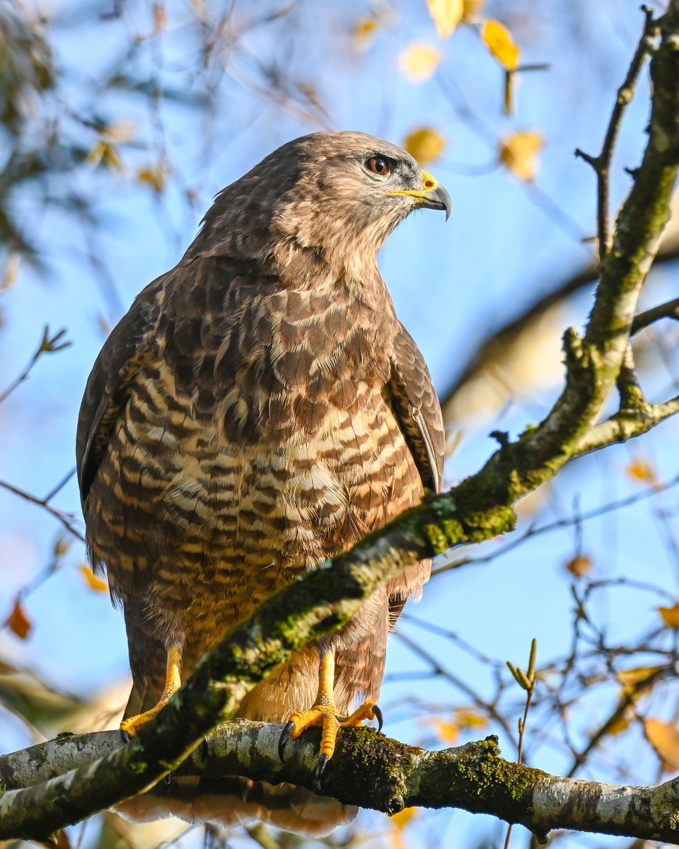 Frank Sengpiel 👨🏼‍🔬🧠🌵🦋🦉🦊🌺 tweet media