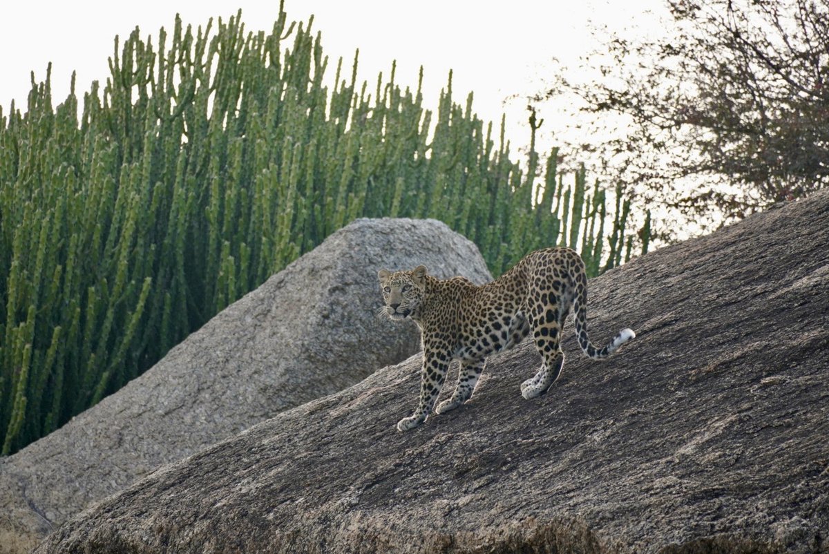 shinghal_uday's tweet photo. Cats of Jawai! 🐆 https://t.co/ajz6YxU72N