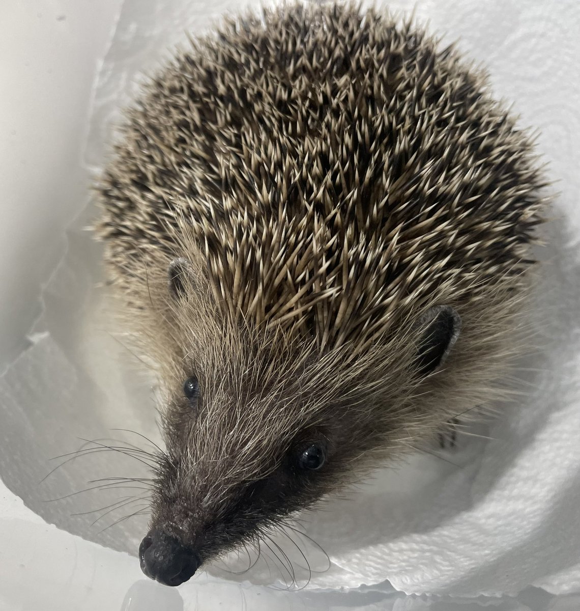 Darling Taylor’s finder was determined to help this poor girl. He knew she was sick so he waited until Taylor came out to feed. Covered in fleas &amp; a cluster of ticks (both signs of poor health), Taylor is full of internal parasites. But, I’m delighted to say, she’s doing well 🤗