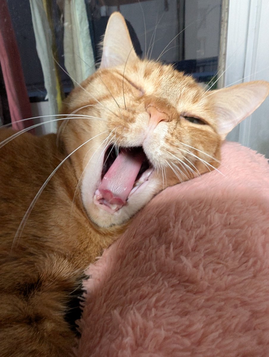 おやすみなさい