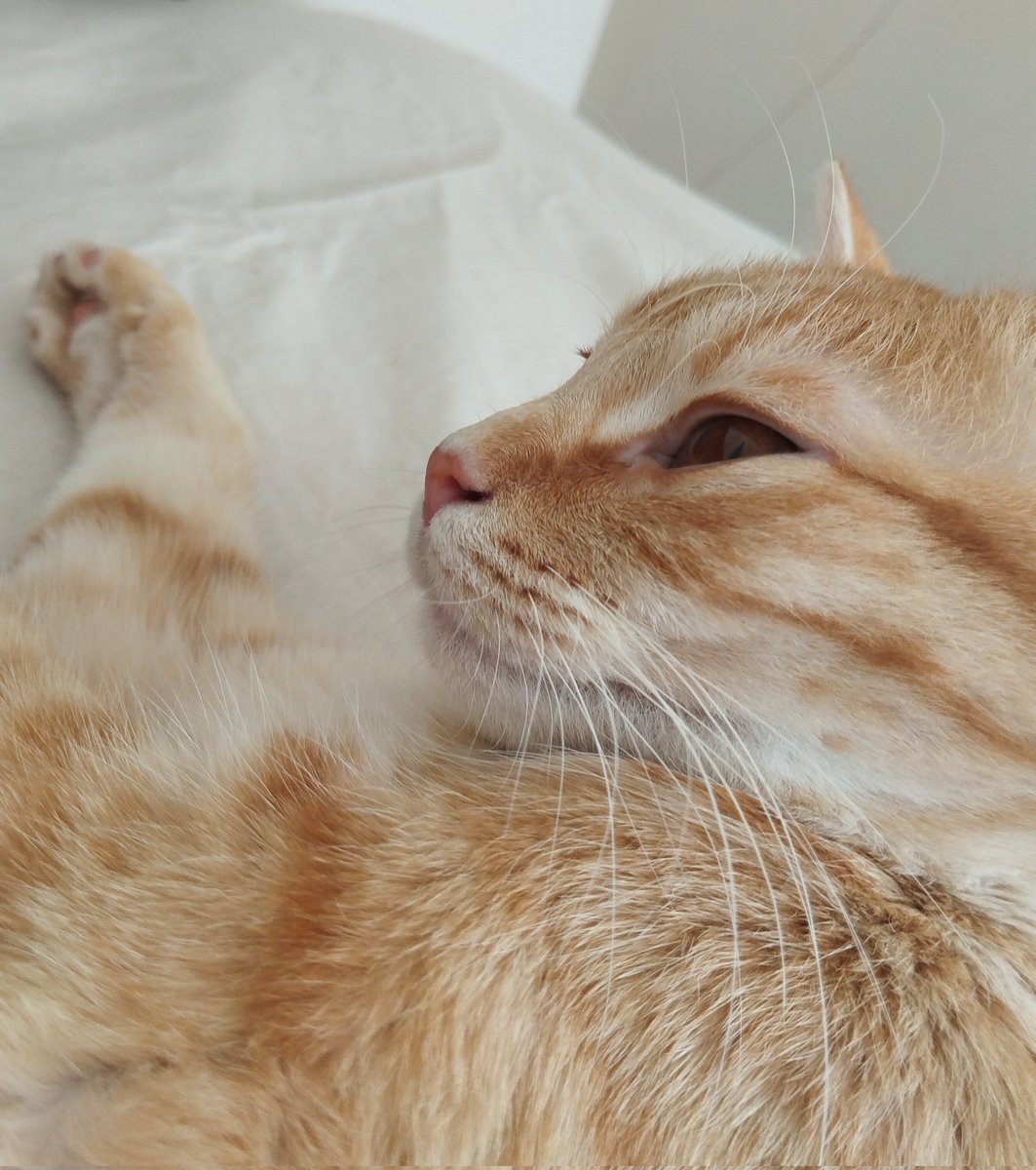 Kalpli sarışın kedo burnusu.... 😍