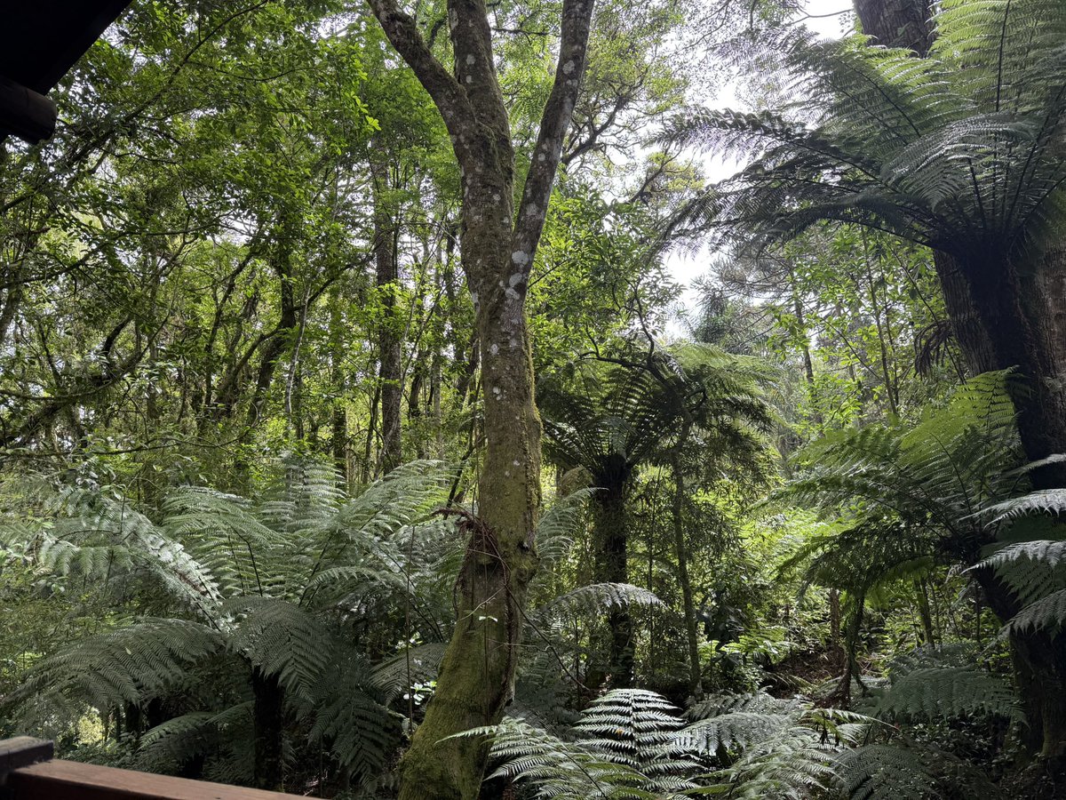 Sampaio280864's tweet image. Bom dia meus consagrados! Diretamente da varanda da cabana.