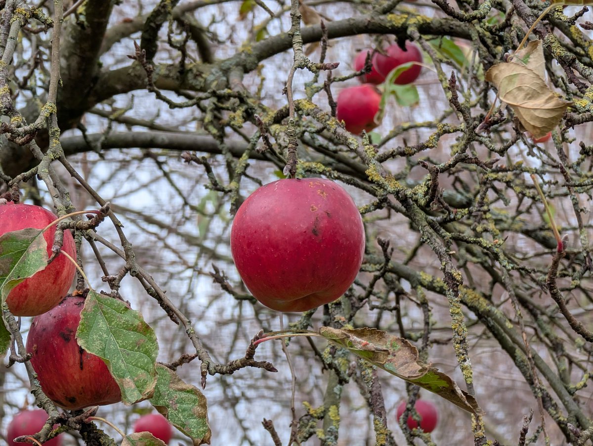 Starkimgarten's tweet photo. An sich sind die Äpfel durchaus lecker für Kuchen oder Porridge, aber wir kommen irgendwie zu selten dazu die zu verbrauchen und zu pflücken und lagern. 
Aber zumindest freuen sich die Vögel darüber. https://t.co/5czmZkoVoV