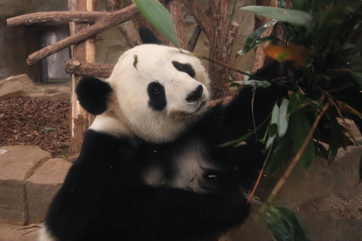 xia_lemon's tweet image. 🌸：自分でメイクしたの。とっても気に入ってるよ🥰

📸：2025.11.29

#panda #giantpanda #桜浜 #ouhin #樱浜