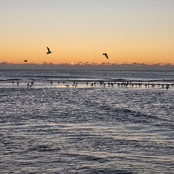 joefav's tweet image. Just me and the birds walking on water watching the last Saturday in November sunrise... #lbi