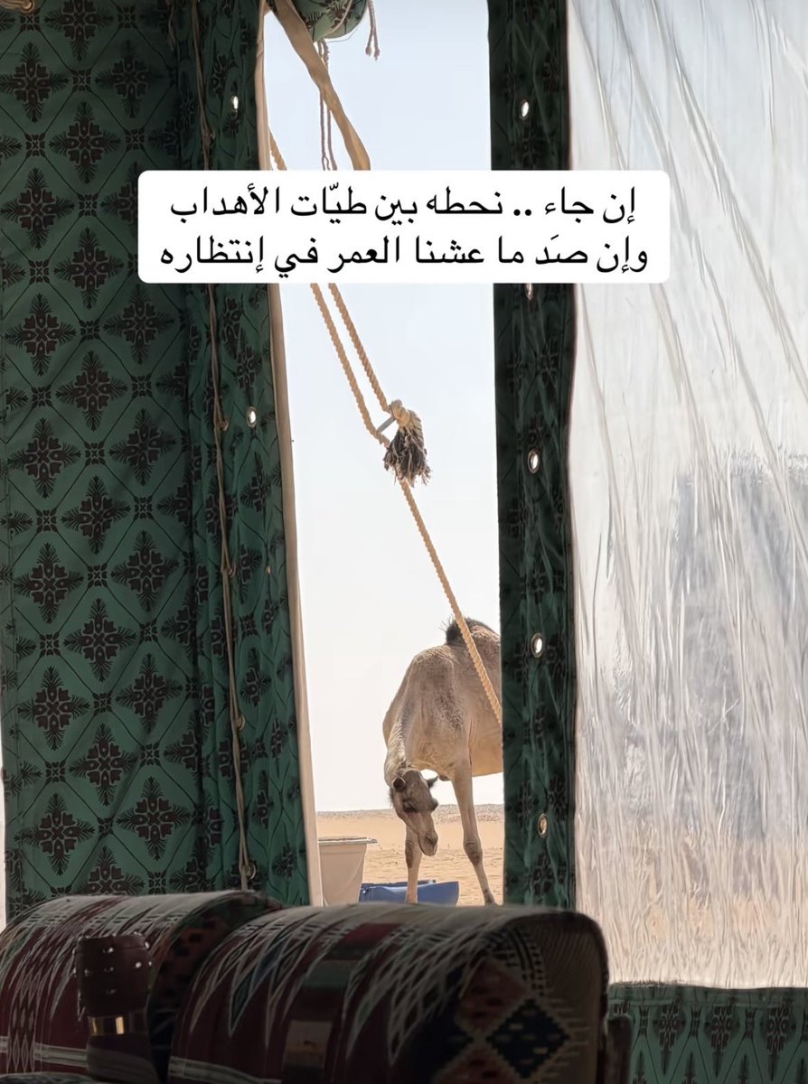 vip خاص نوادرالابل (@vib151515) on Twitter photo 