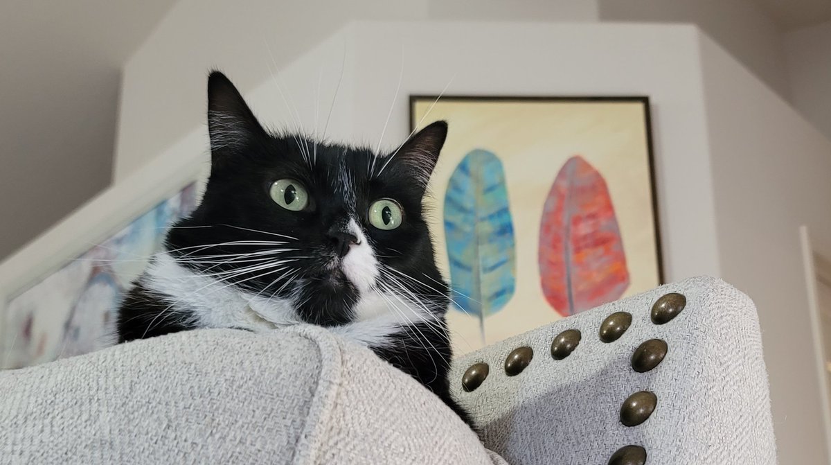 JRMontarbo's tweet image. Happy Saturday! 🙌
Do something fun today! 😄

#Caturday
#Bink 
#Pip 
#WinnieLou 
#Benny 
✌️❤️🙏