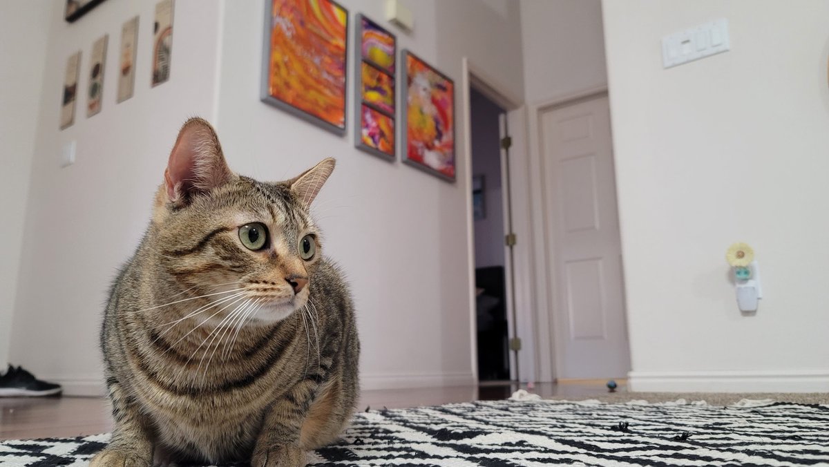 JRMontarbo's tweet image. Happy Saturday! 🙌
Do something fun today! 😄

#Caturday
#Bink 
#Pip 
#WinnieLou 
#Benny 
✌️❤️🙏