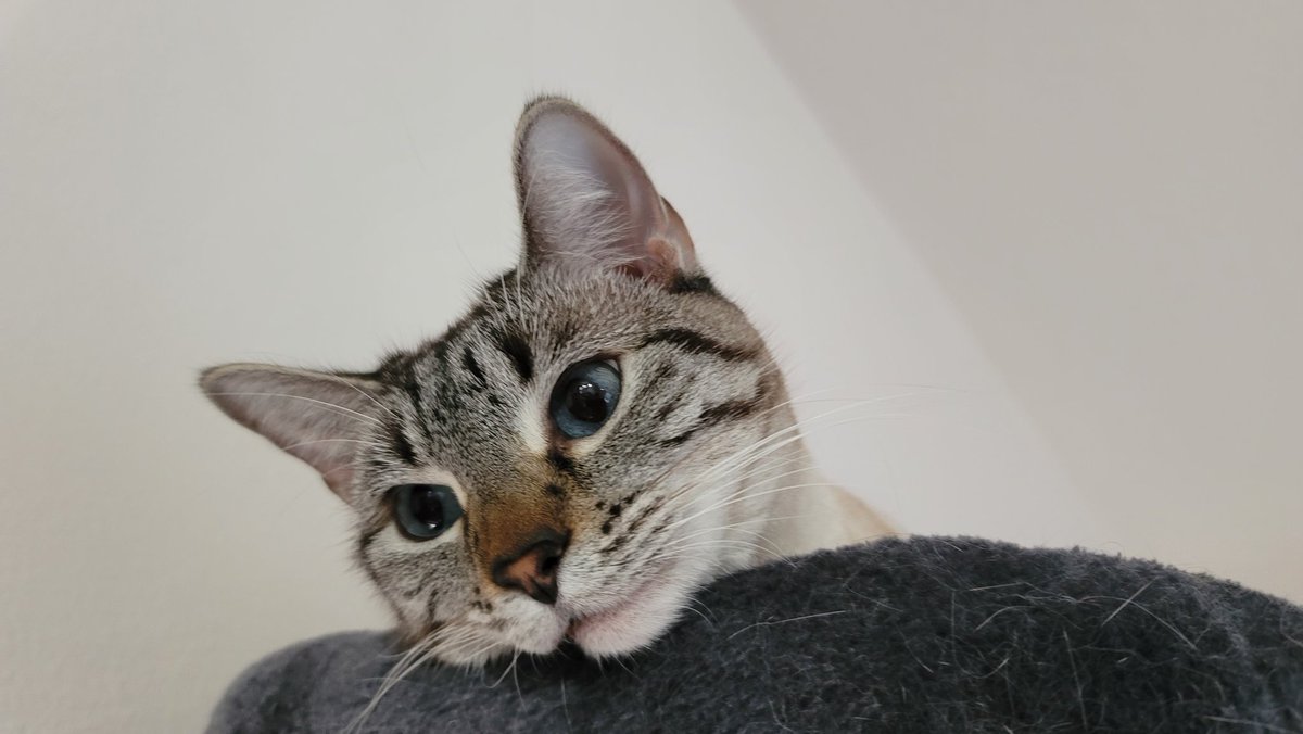 JRMontarbo's tweet image. Happy Saturday! 🙌
Do something fun today! 😄

#Caturday
#Bink 
#Pip 
#WinnieLou 
#Benny 
✌️❤️🙏