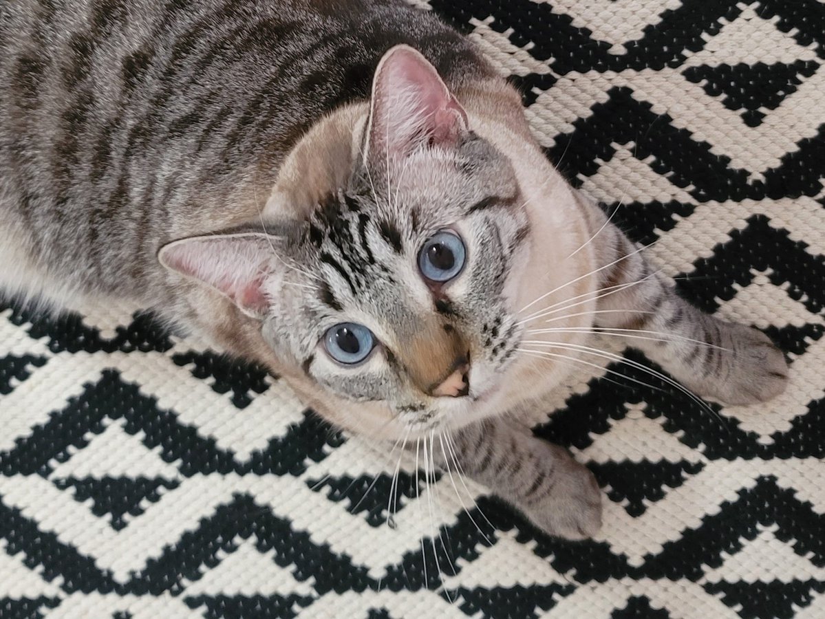 JRMontarbo's tweet image. Happy Saturday! 🙌
Do something fun today! 😄

#Caturday
#Bink 
#Pip 
#WinnieLou 
#Benny 
✌️❤️🙏