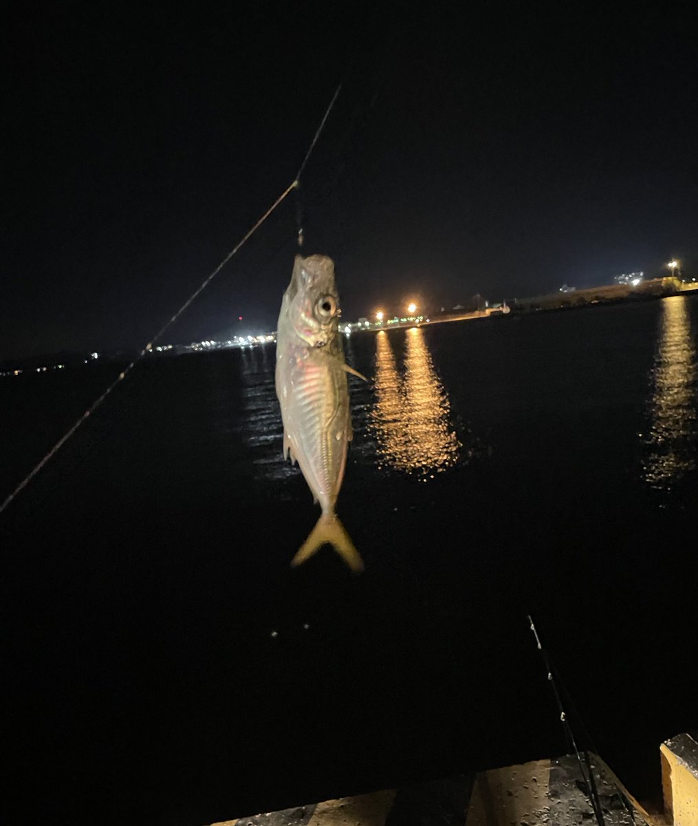 前回は半年ぶりぐらいにボウズだったけど
今日はアジ釣れた！