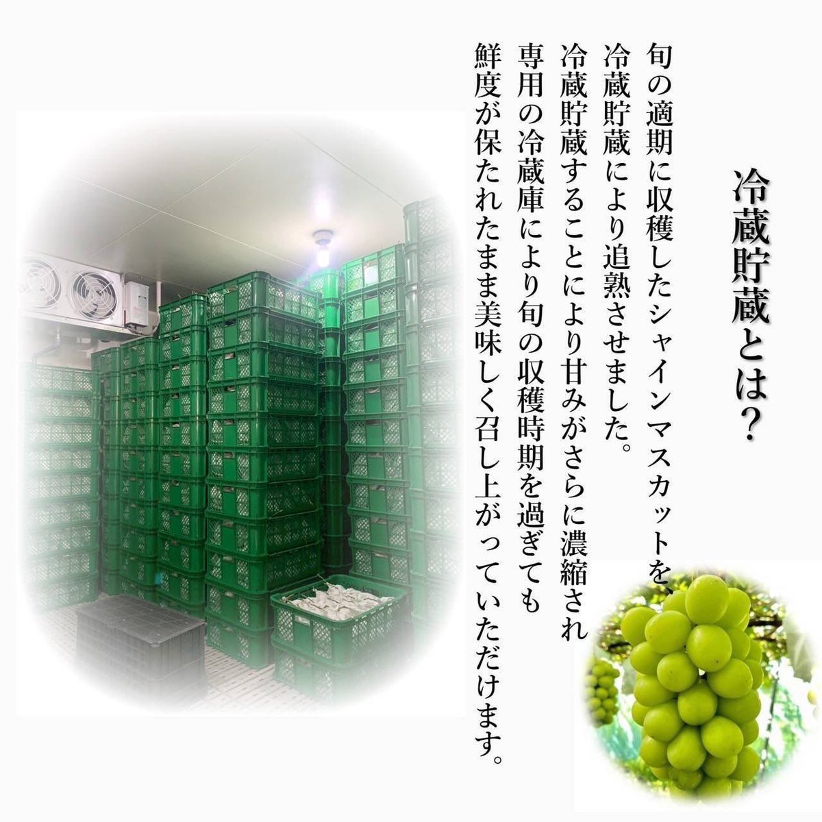2100housekibako's tweet photo. 希少‼️【冷蔵貯蔵の追熟シャインマスカット】

第360回プレゼントキャンペーンをＸ＆Instagramで同時開催します⭐️

🍇応募方法🍇
フォロー＆
このポストをリポスト
〆切は３０日
日曜日２４時まで

冷蔵貯蔵　
【家庭用追熟シャインマスカット粒　１ｋｇ 】

Ｘ２名Instagram２名の合わせて
４名様に
完全無料でプレゼント🎁✨

〝ここだけの秘密情報〟

【Instagramはまだまだフォロワー数が少ないためＸよりも当選確率UP❗️
さらにInstagram・Ｘでダブル当選もあり得る⁉️】

ぶどうの宝石箱Instagram➡️ https://t.co/LpPhEQCazX

冷蔵貯蔵の追熟シャインマスカットがご予約できるのはぶどうの宝石箱LINE公式➡️ https://t.co/0f4CoowVsD