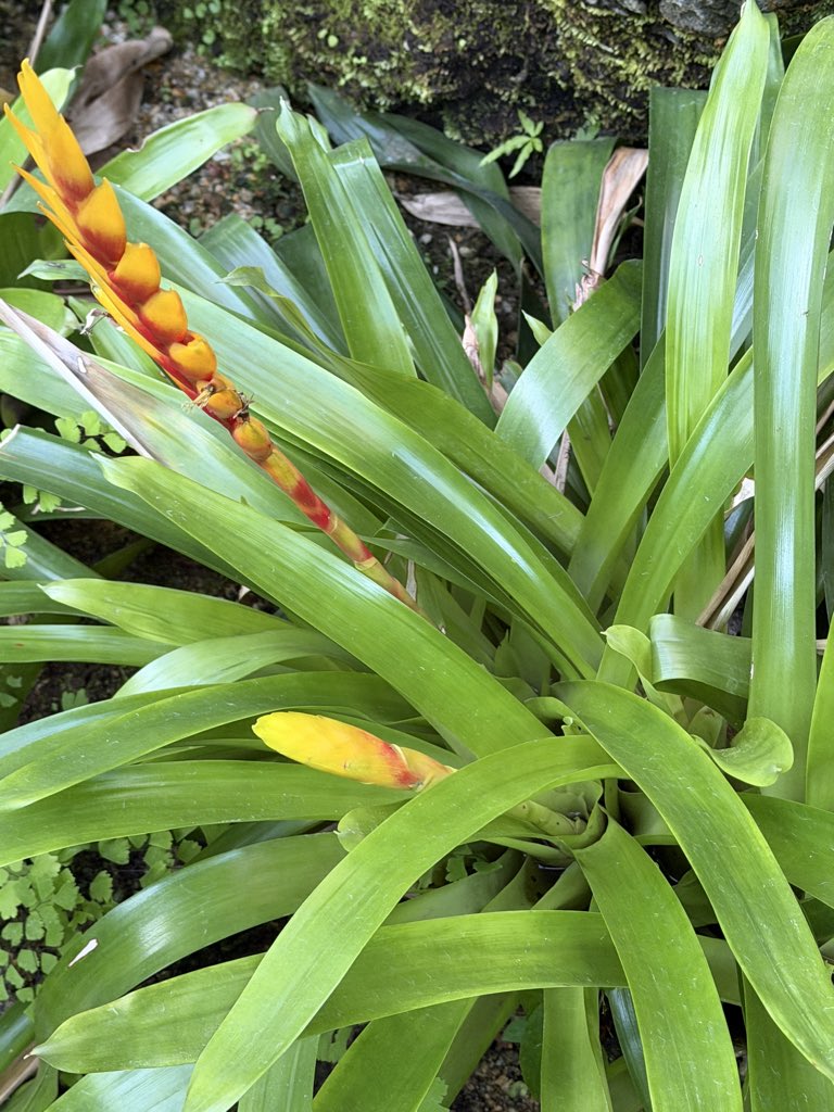 ラーメン食べて、秋めいた木々を見て、温室で色んな花や実を眺めてくる