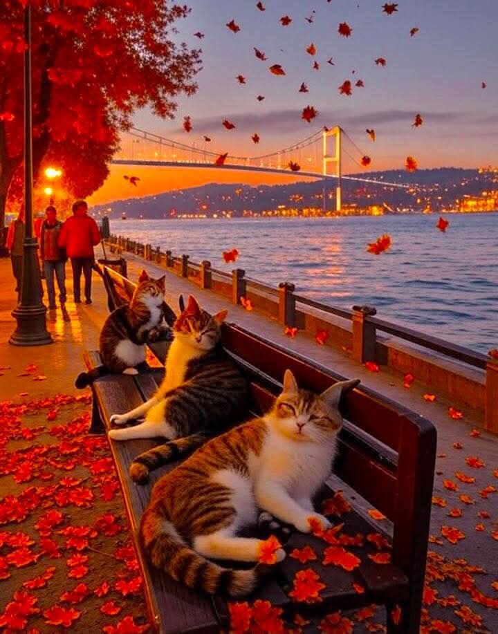 Arooma Ansar tweet media