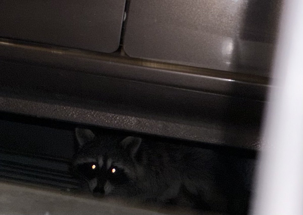 都区内自宅。河川敷では見かける時があったけど…自宅の駐車場にいた😓