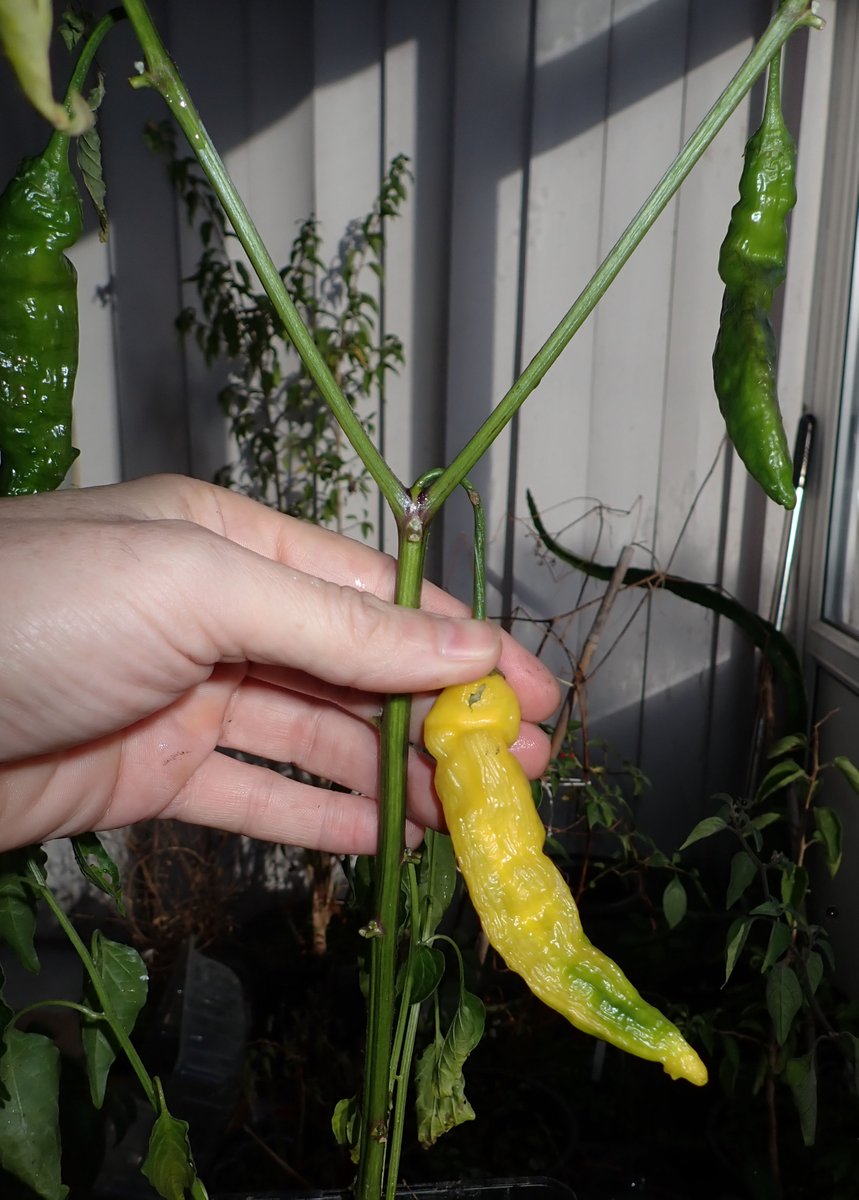 'Lempep' F4 Naga like shaped pheno and Aji Lemon improved size -