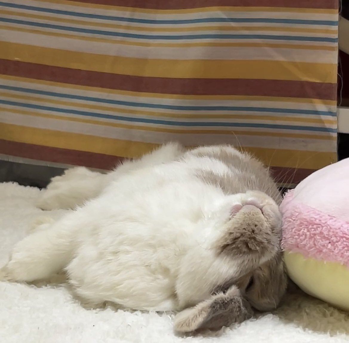 ♡うさぎ♬♡ うさぎのココ (@5w1iaVZsovhbpJv) / Posts / X