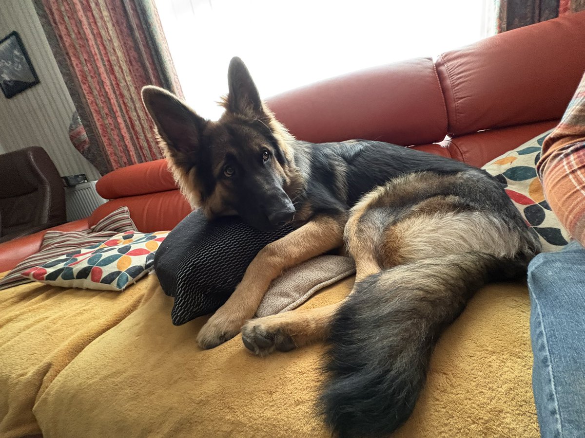 Sofa boi