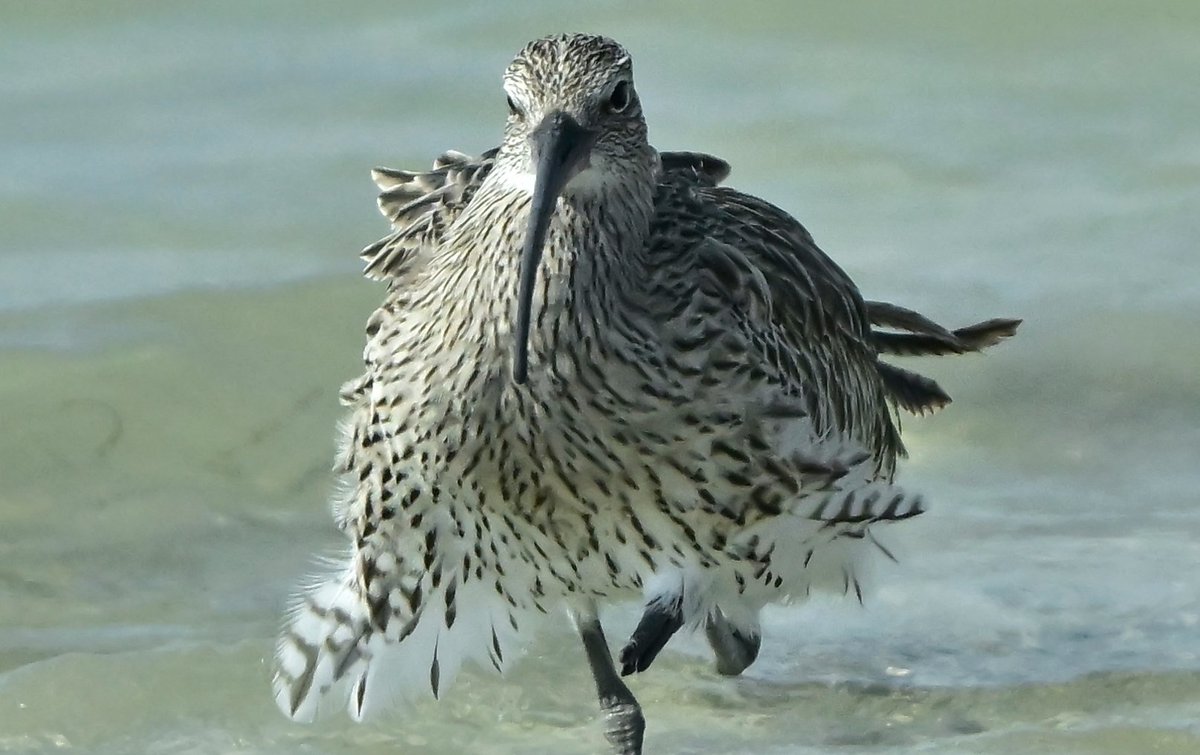 Howard King tweet media